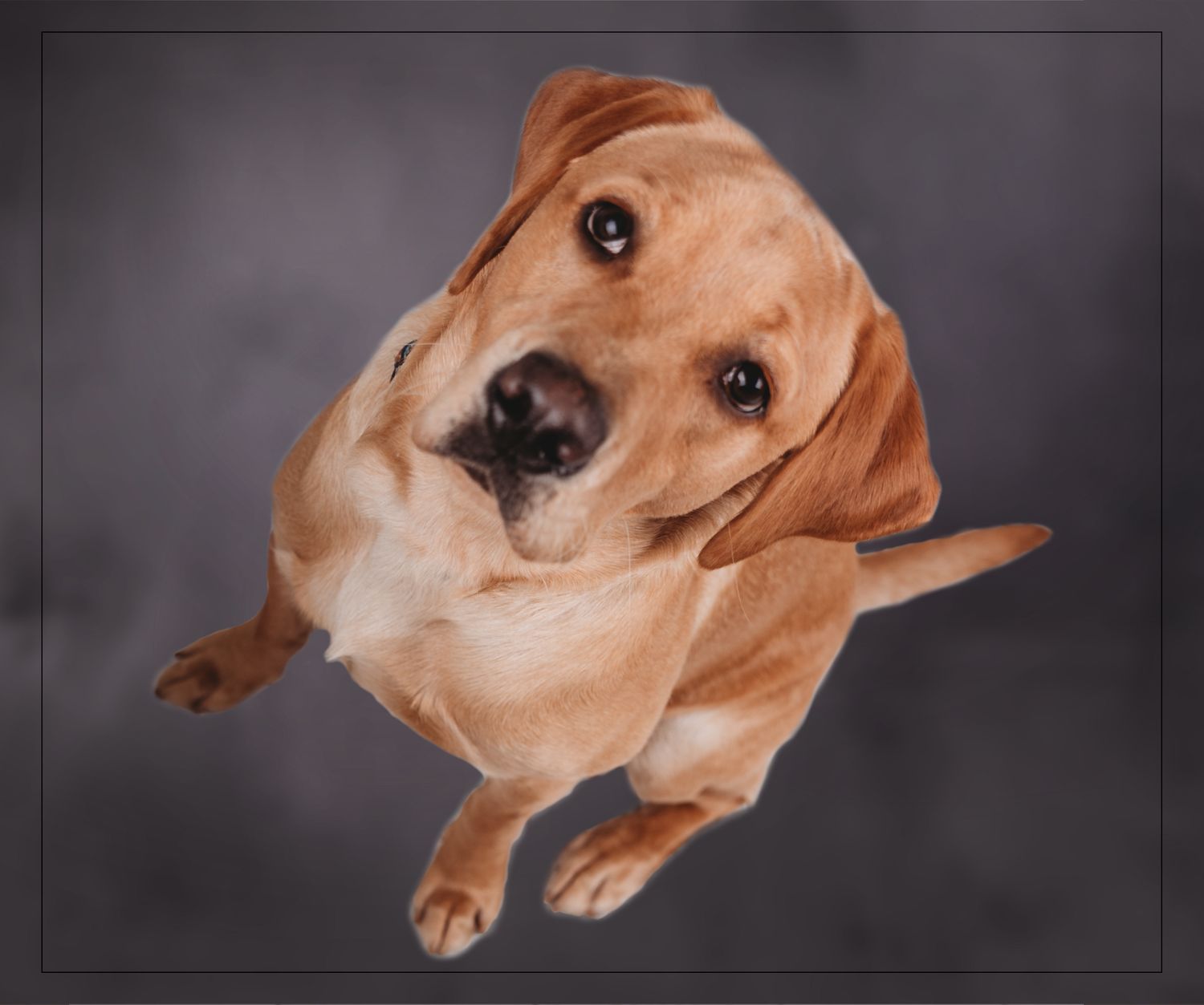 #petphotoshoot