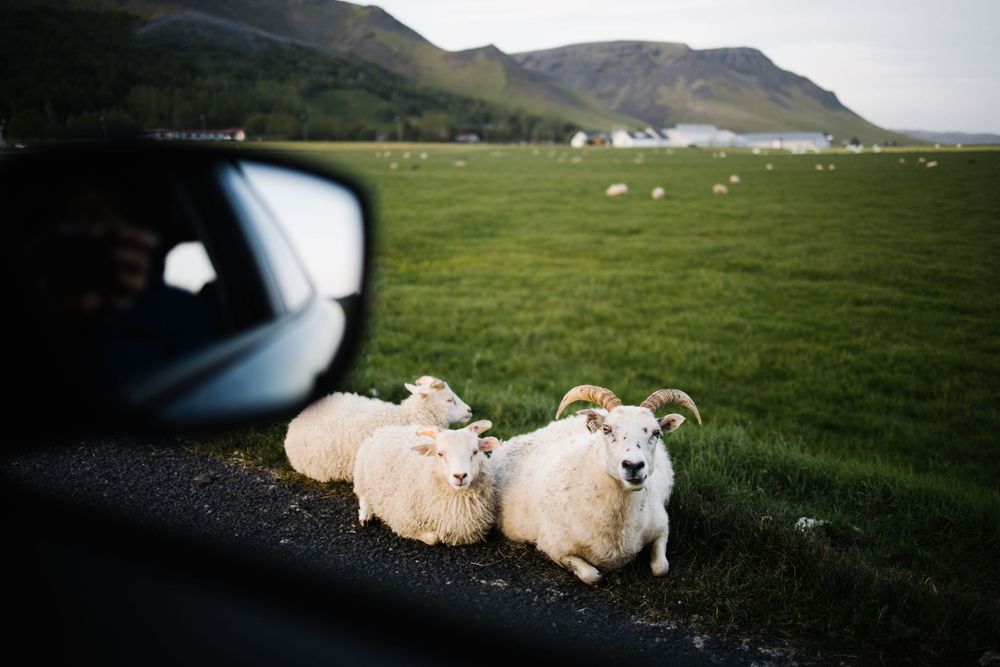 Sheep grazing in a green field reflected in a car side mirror with mountains in the background.