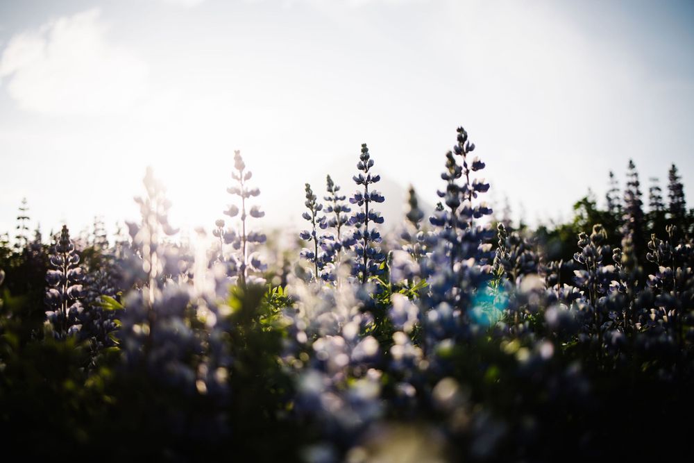 Sunlight filters through purple lupine flowers creating a dreamy bokeh effect.