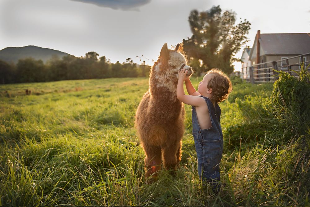 little boy and alpaca, Vermont family photos