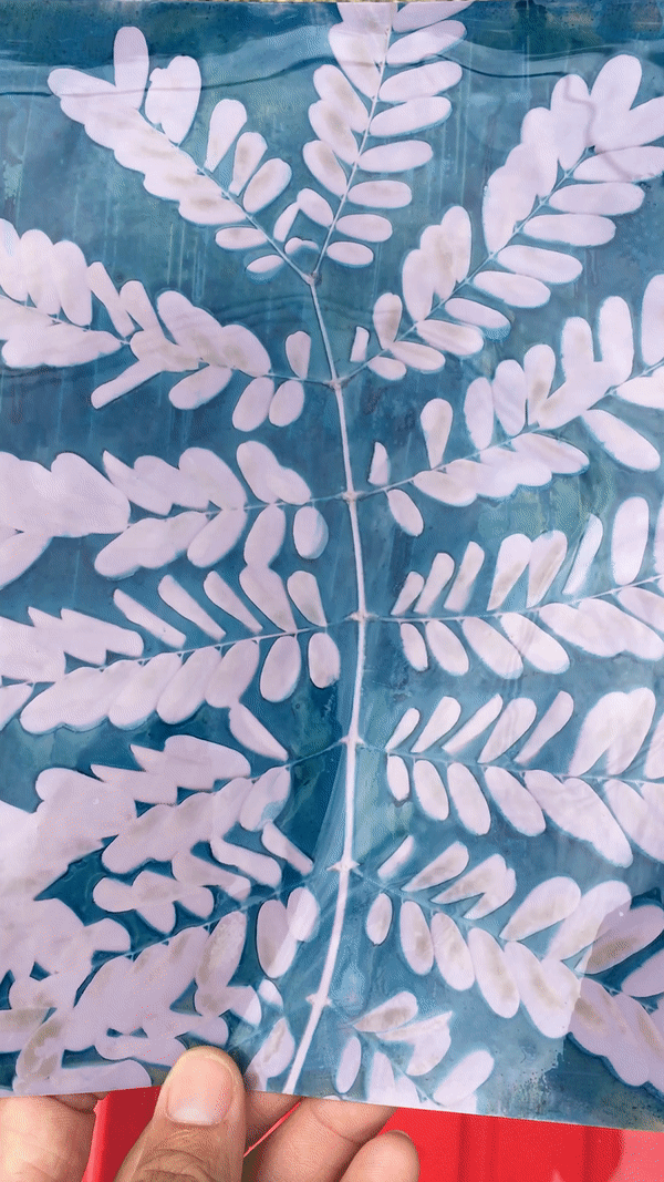 A GIF of a Fine Art Photogram by Barbados artist Logan C Thomas commission cyanotype, lumen print, alternative processes