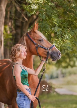 paarden fotograaf