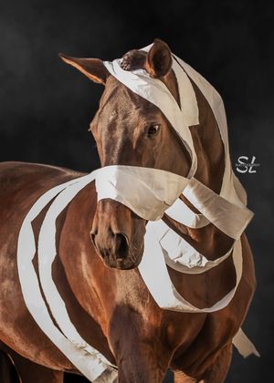 halloween foto paard