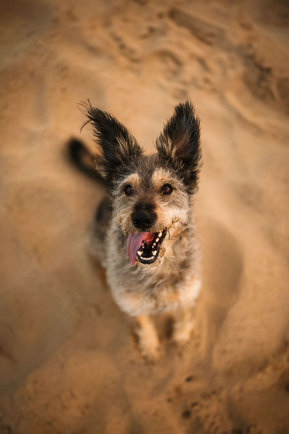 Close-up of excited scruffy dog with pointy ears on sandy terrain.