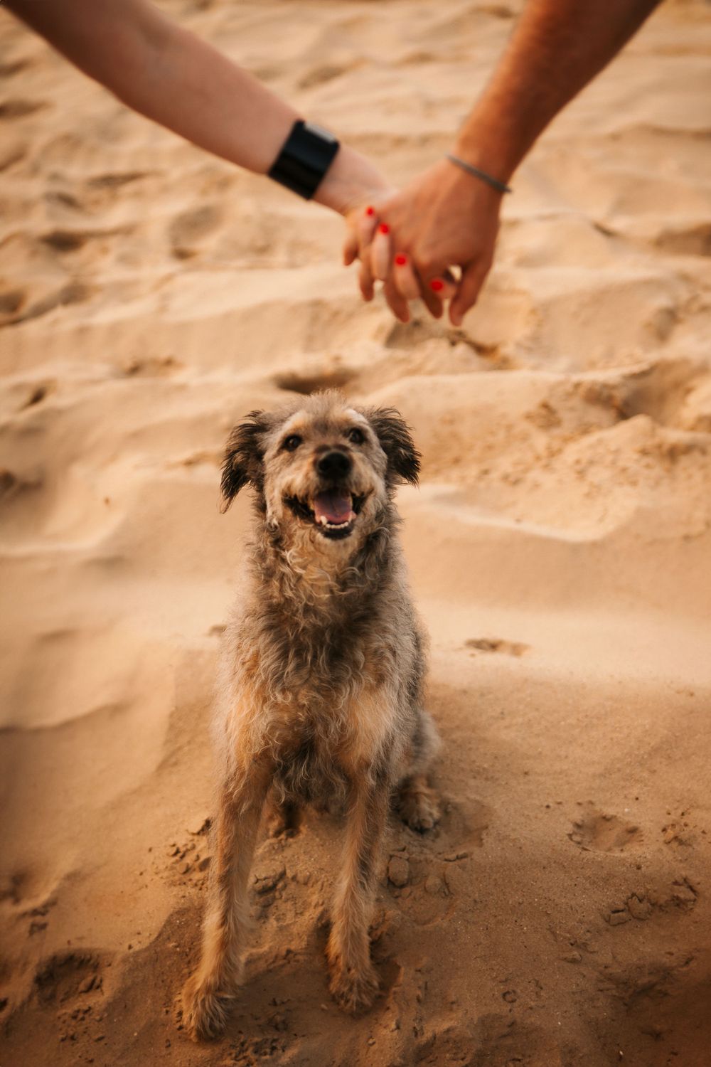 Happy scruffy dog sitting on sand with clasped hands visible in background.