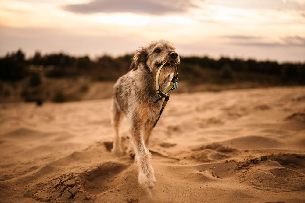 Scruffy dog running on sand dunes during golden hour sunset.
