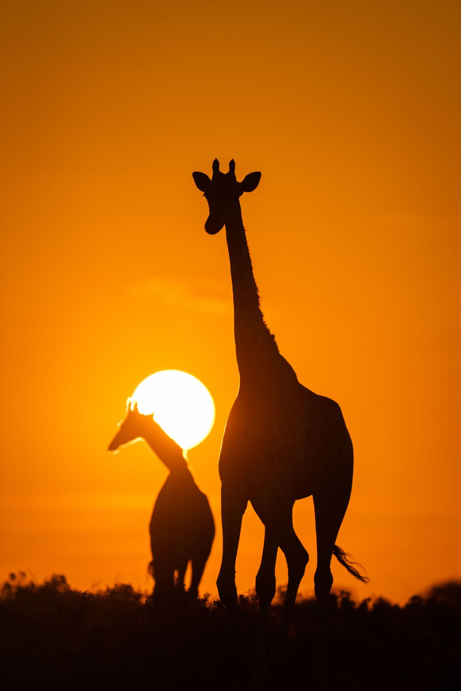Two giraffes silhouetted against a dramatic orange sunset with one standing tall.