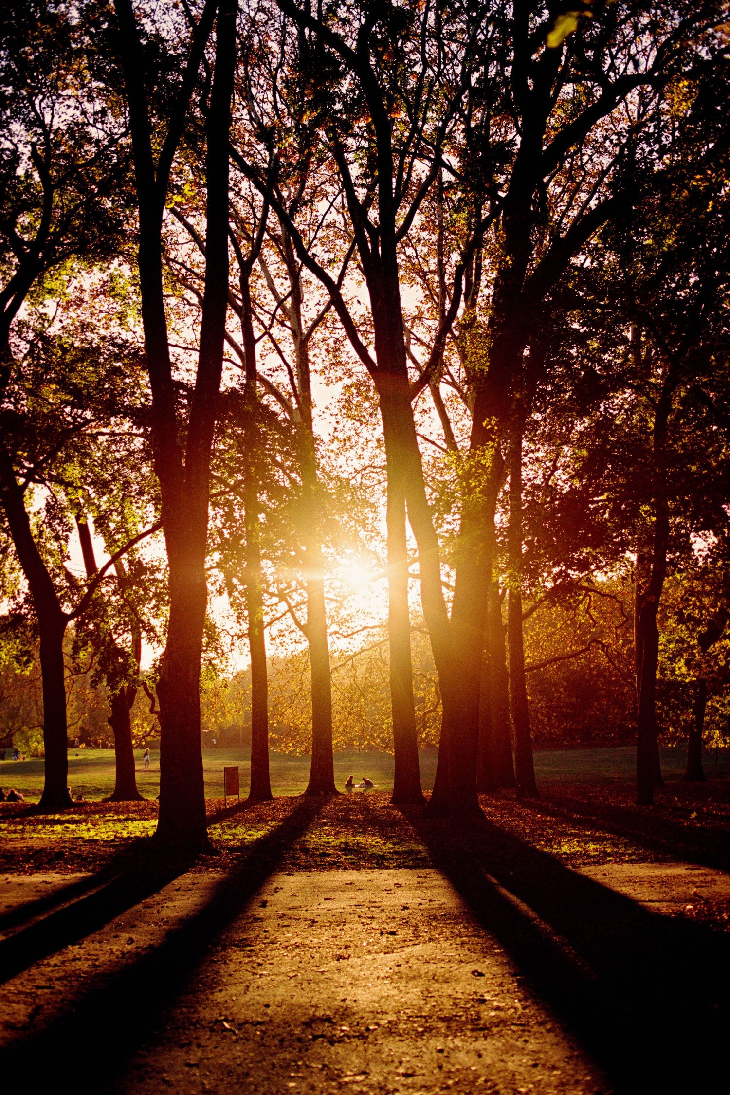 Sun shining through the trees at Prospect Park, Brooklyn, New York; travel film photographer