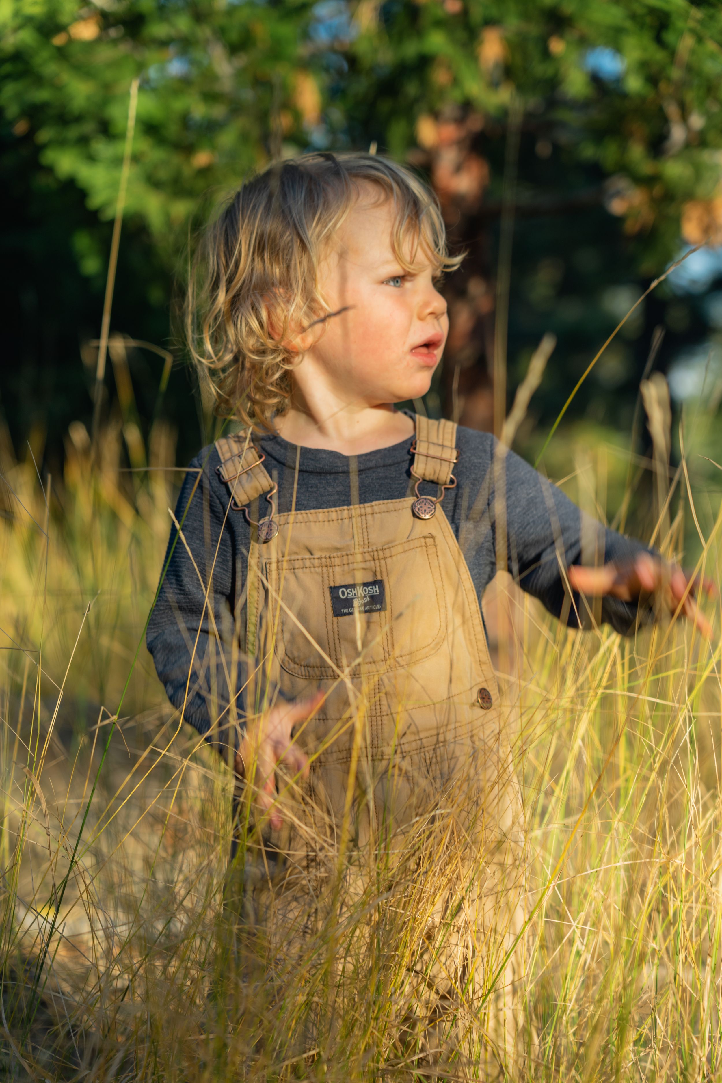 Young one in tan overalls explores tall golden grass during sunset.