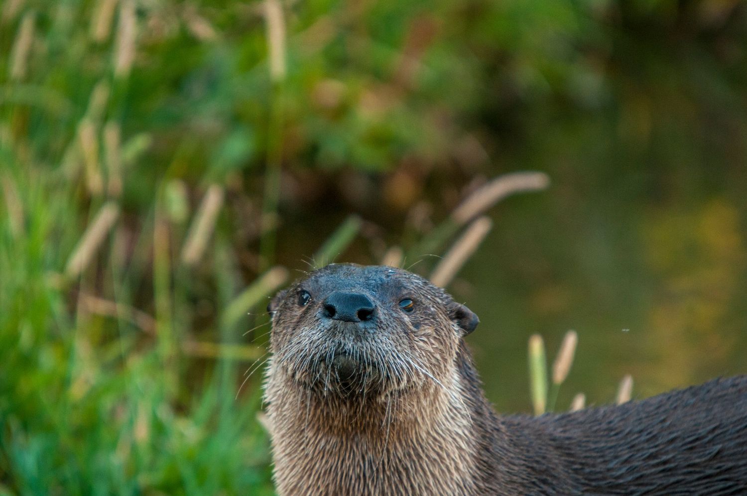 Otter Photography in Yellowstone National Park by Alicia White