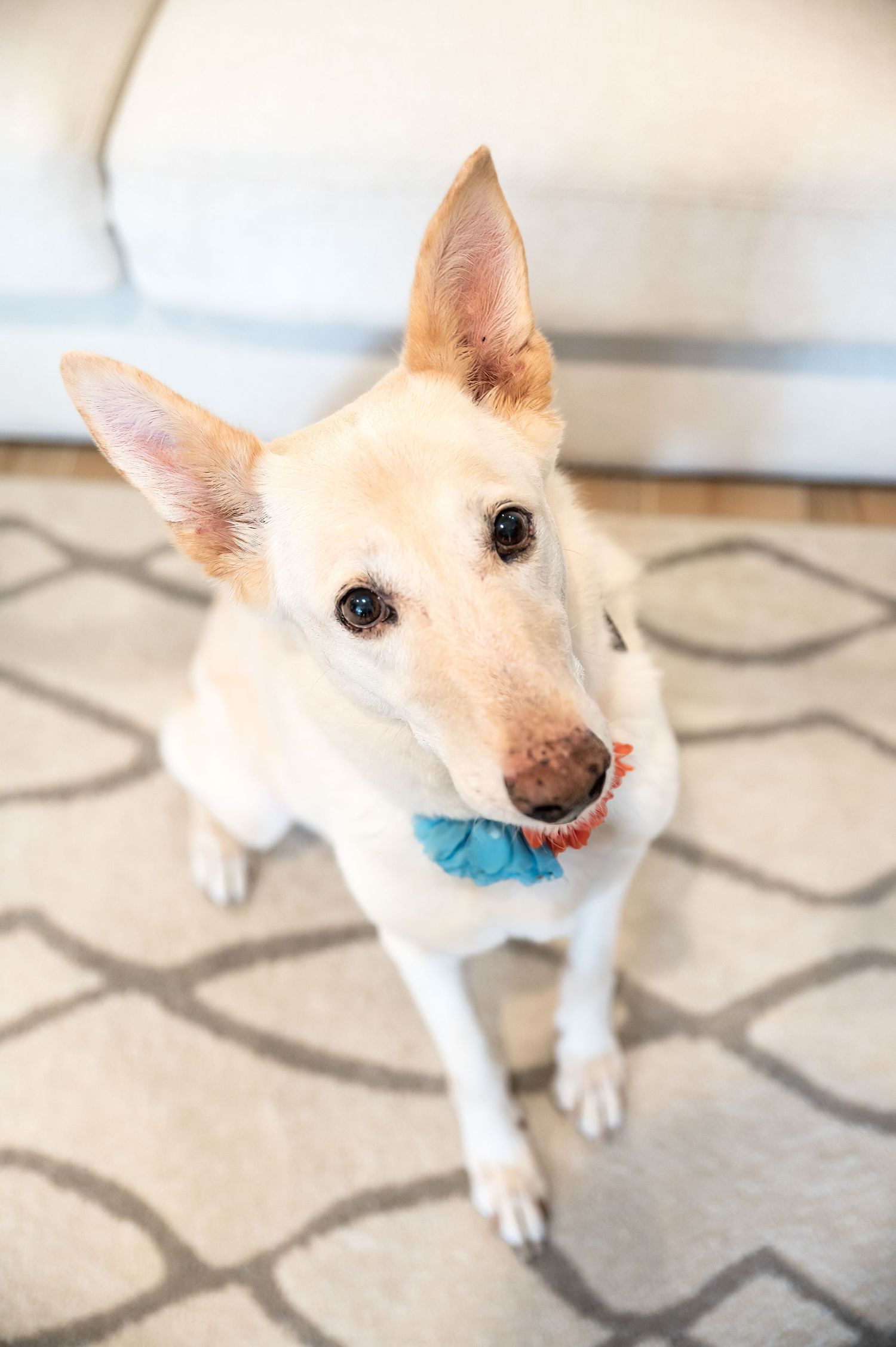 A cream-colored dog with pointed ears wearing a blue accessory looks up at the camera.