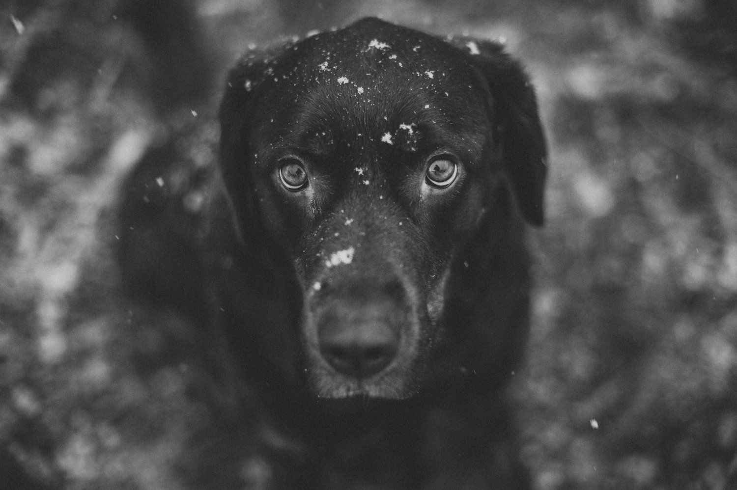 Close-up portrait of a black Labrador with soulful eyes in black and white photography.