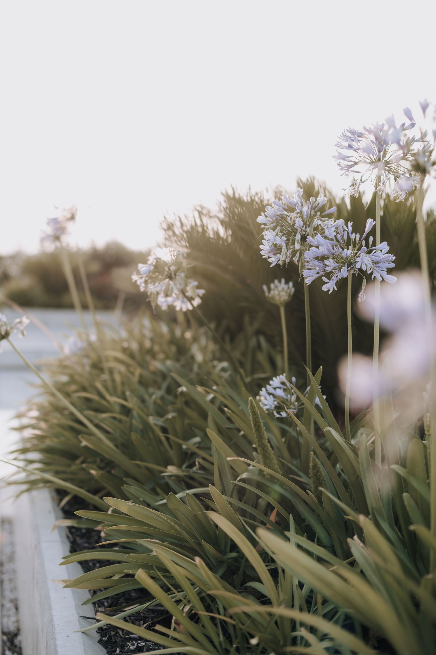 Purple agapanthus flowers blooming in garden with soft bokeh background.
