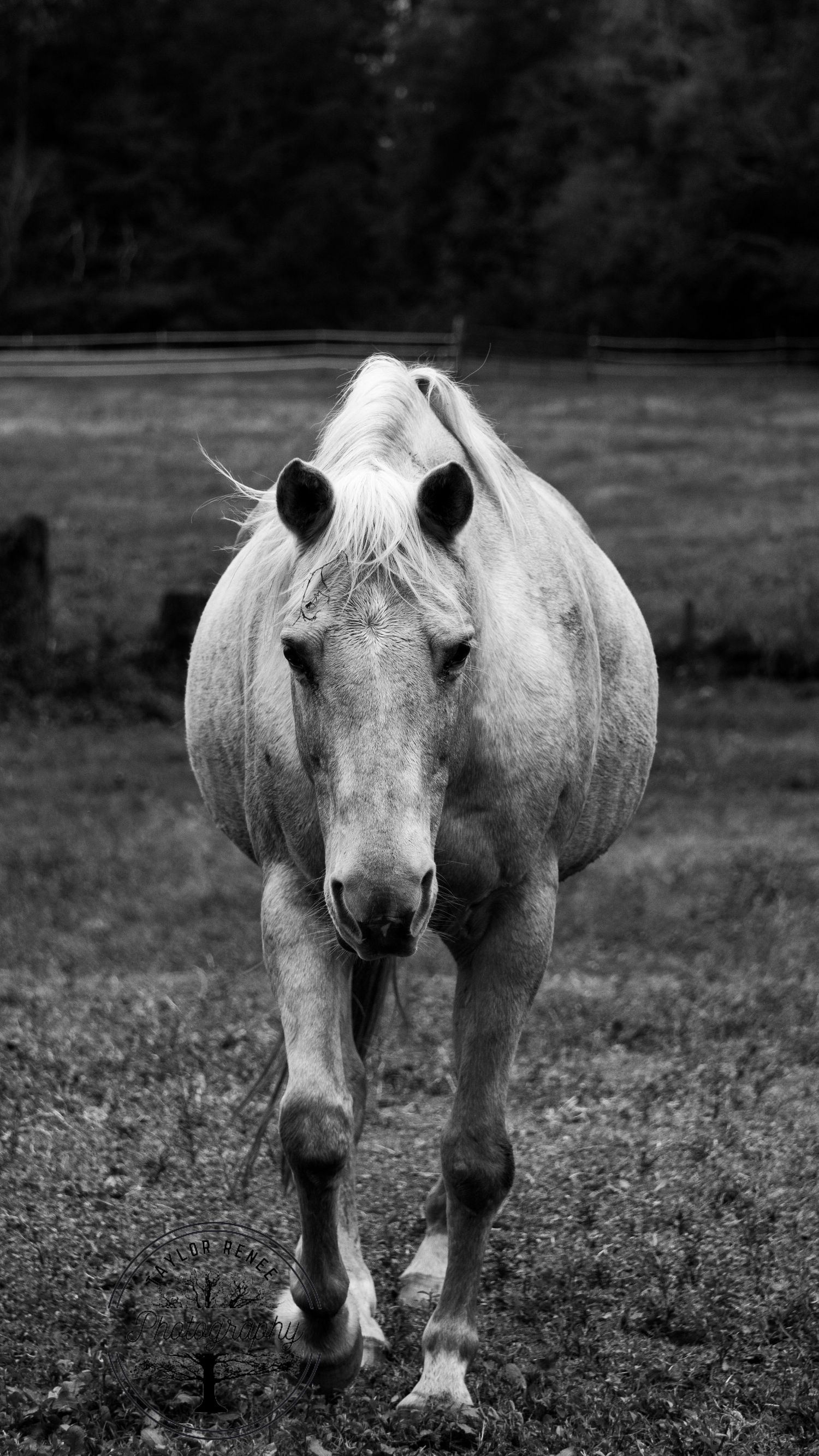 Buy a print from Taylor Renee Photography