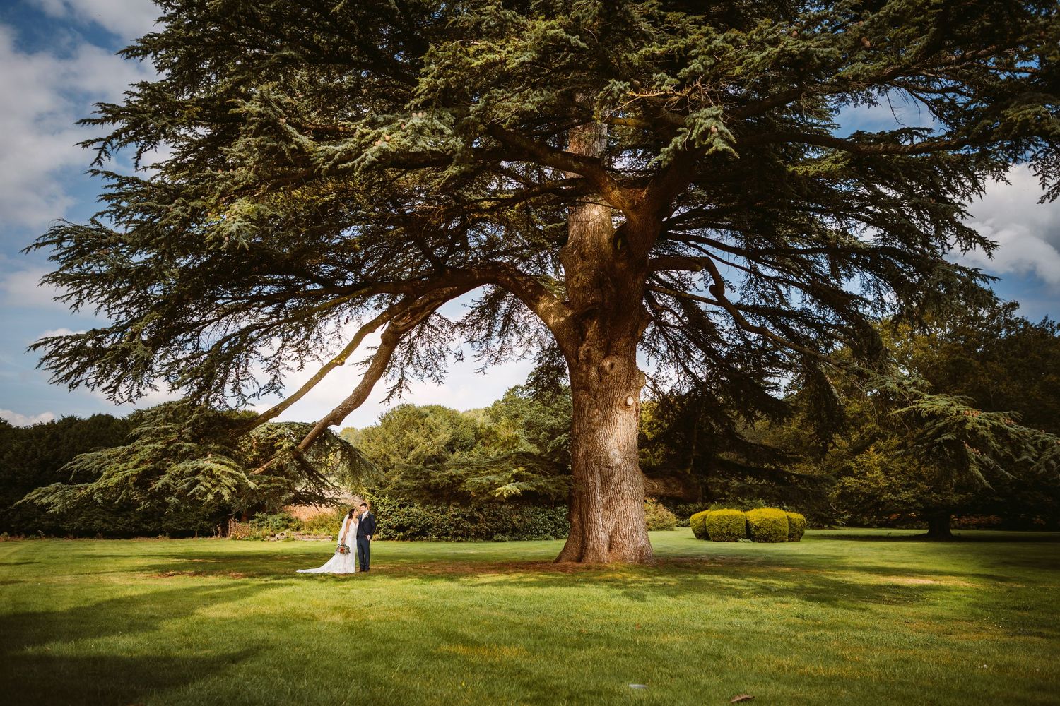 Incredible impressive giant tree in the grounds of Mapledurham estate with bride and groom embracing and kissing