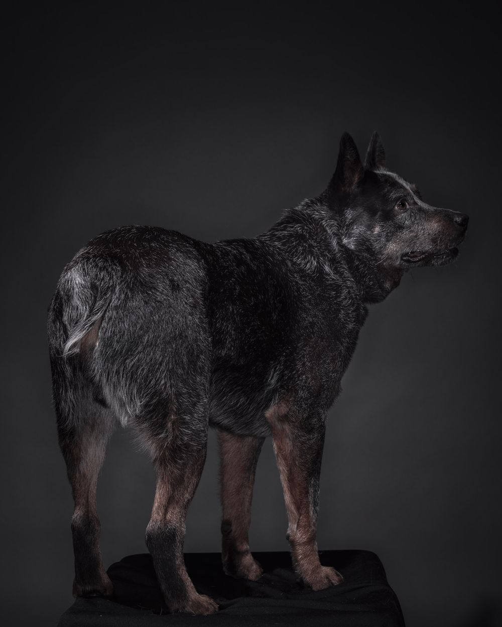Body shots of dogs