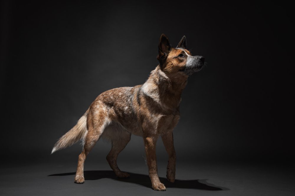 Body shots of dogs