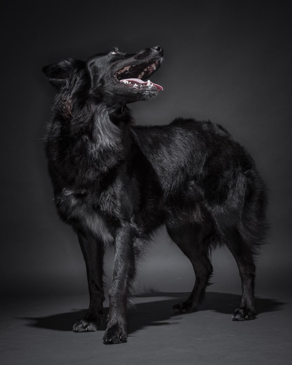 Body shots of dogs