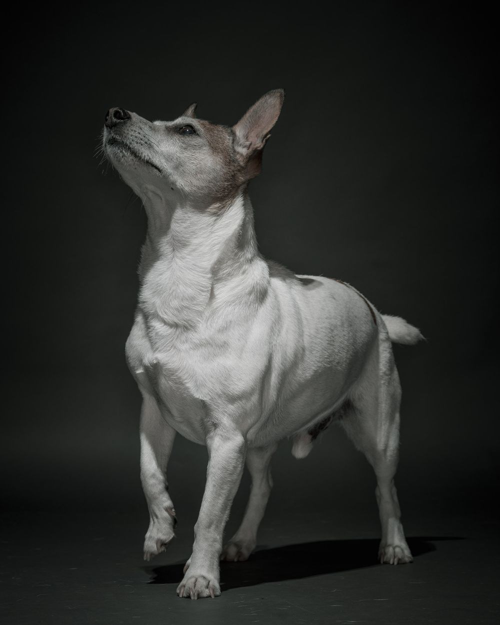 Body shots of dogs