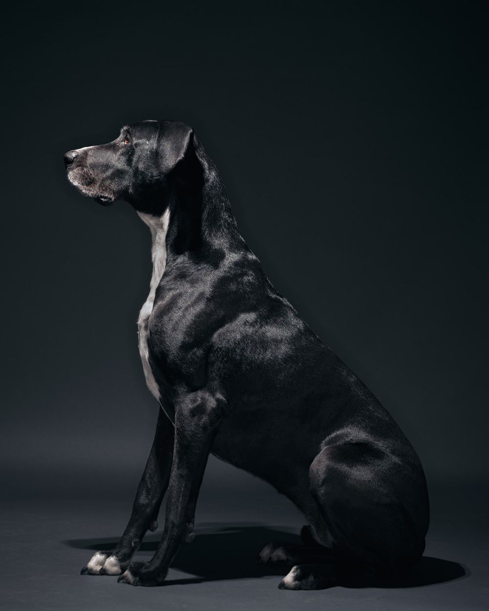 Body shots of dogs