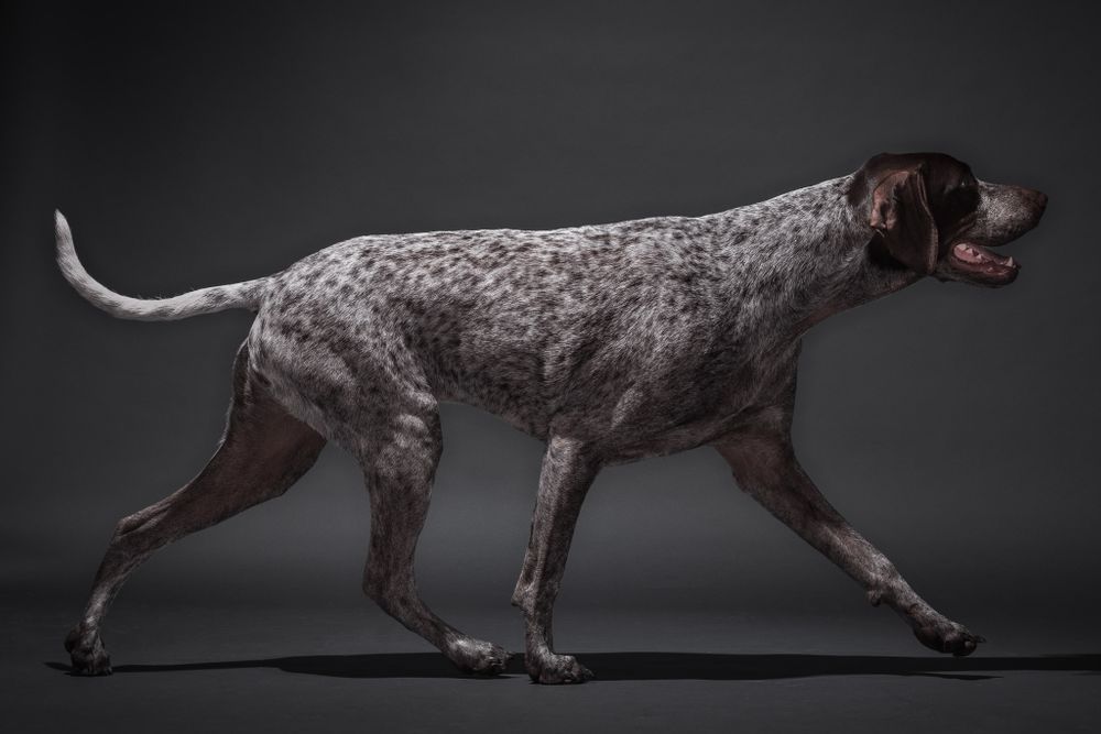 Body shots of dogs