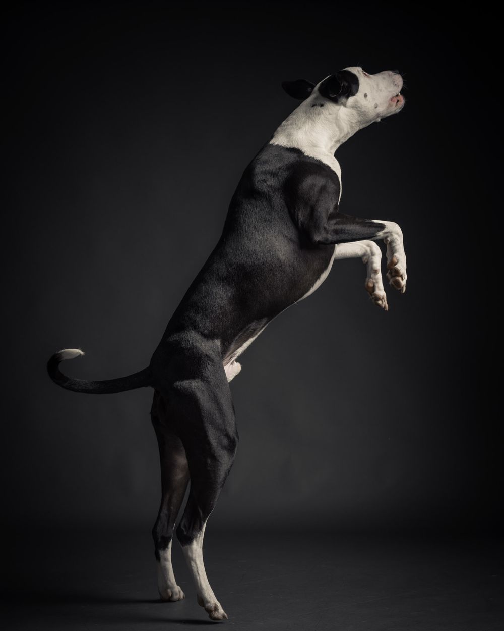 Body shots of dogs