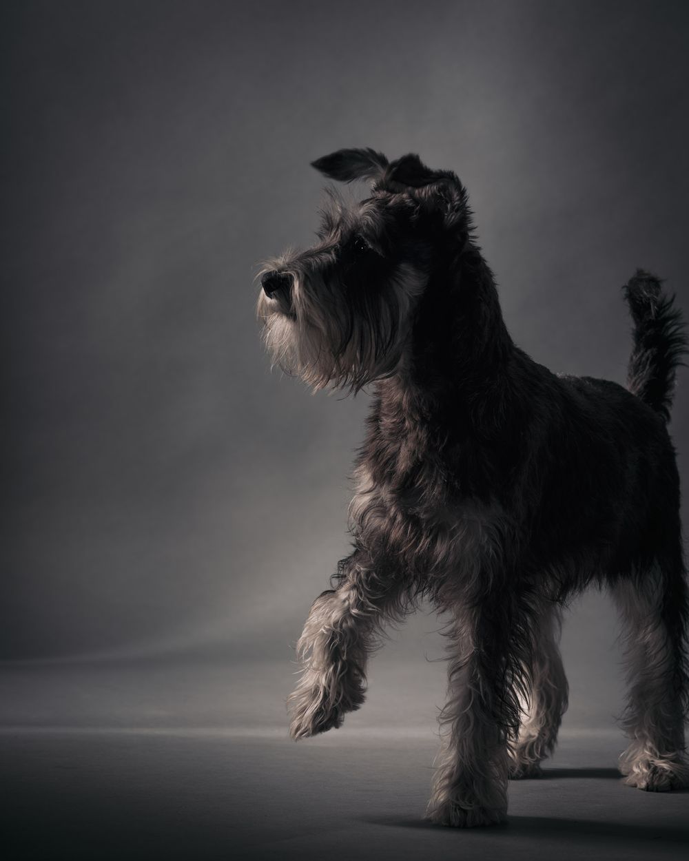 Body shots of dogs