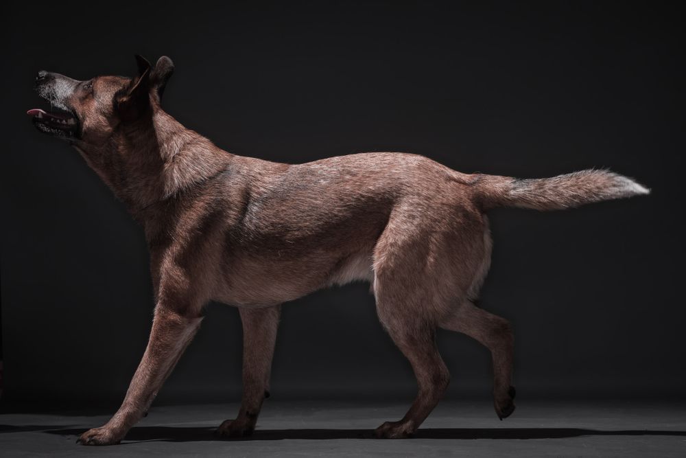 Body shots of dogs