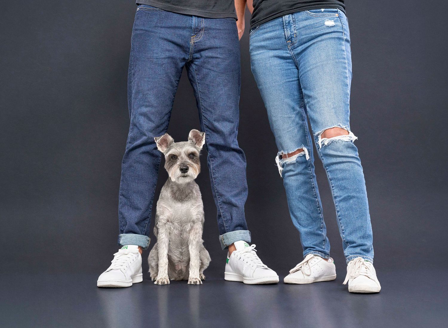 Pet photoshoot Toronto