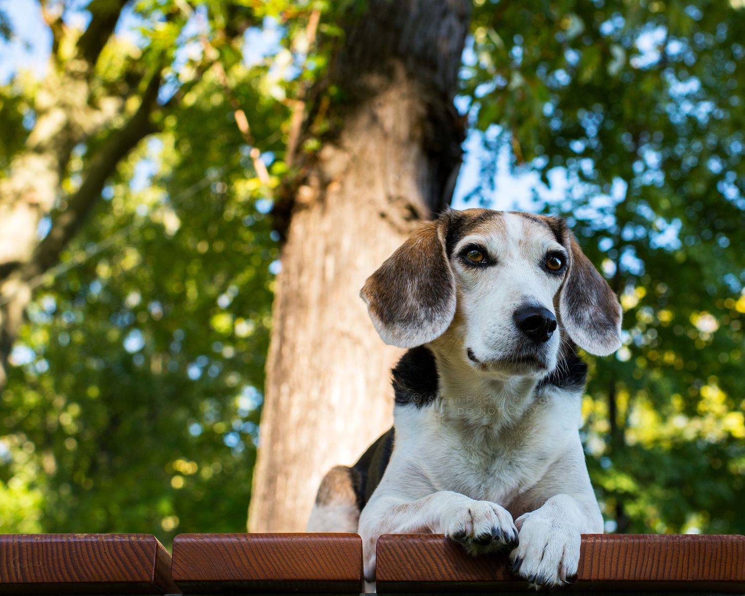 A senior Beagle lying on a picnic table under shade of some trees