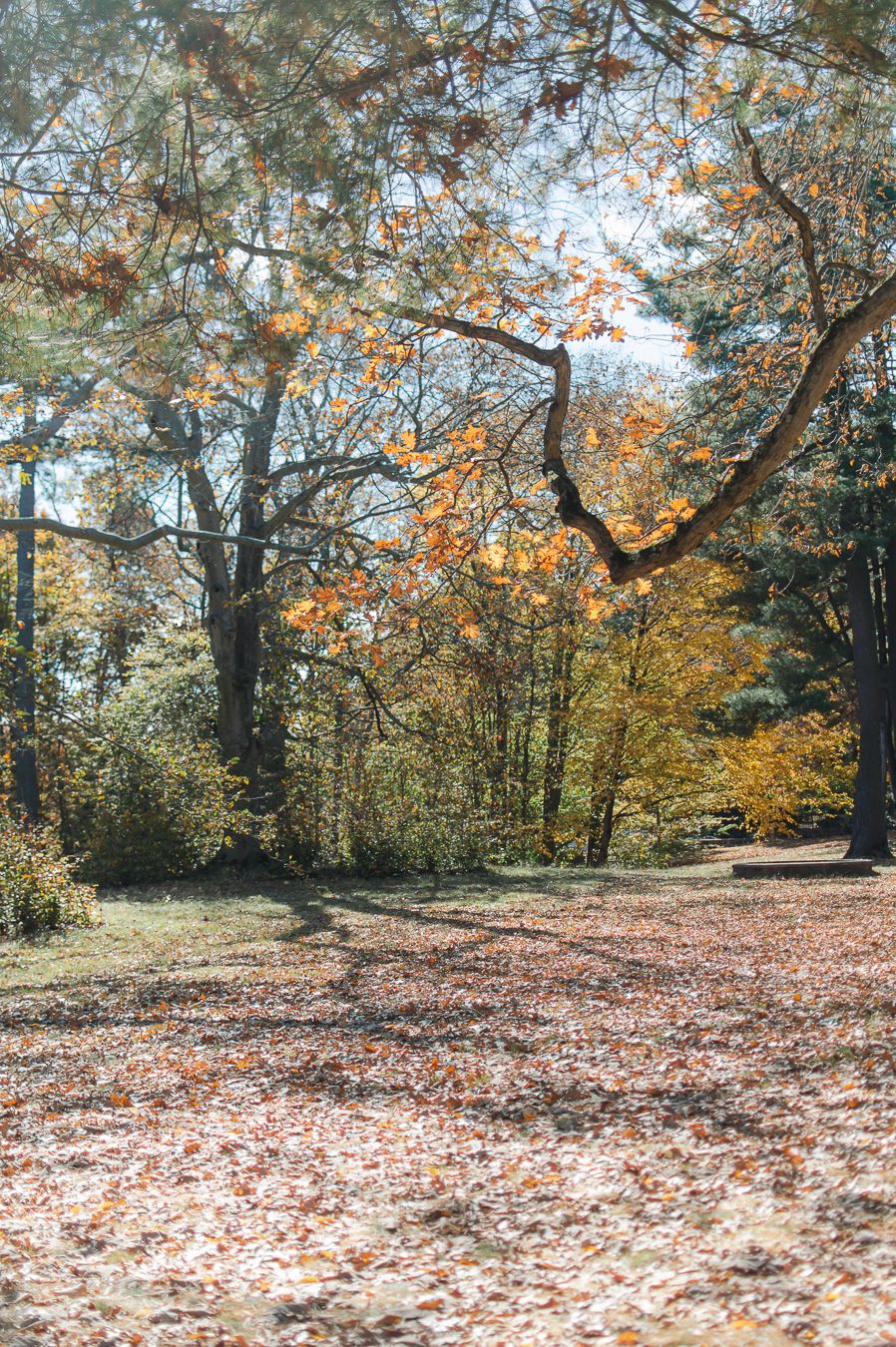 Sunlit autumn park path covered in fallen orange leaves with trees displaying fall colors.