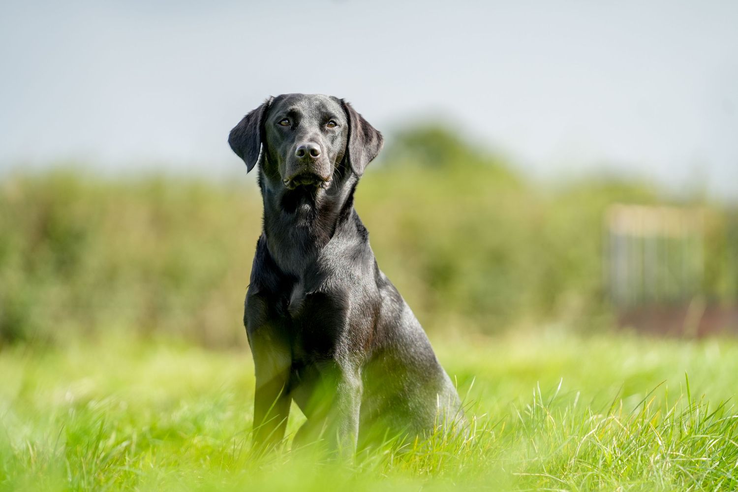 Black Labrador retriever sitting attentively in green grass field.