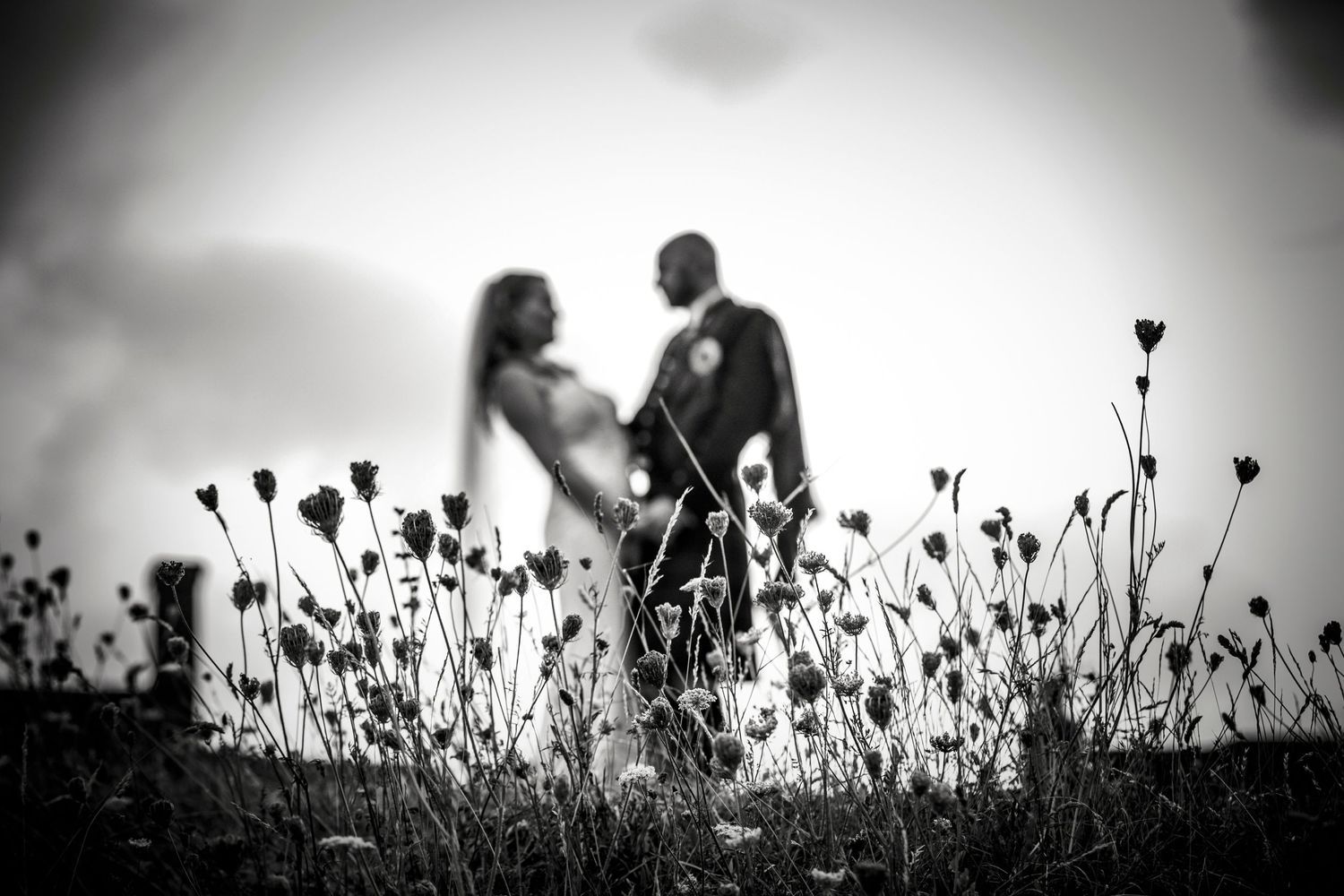 Artistic silhouette shots through wildflowers against bright background.