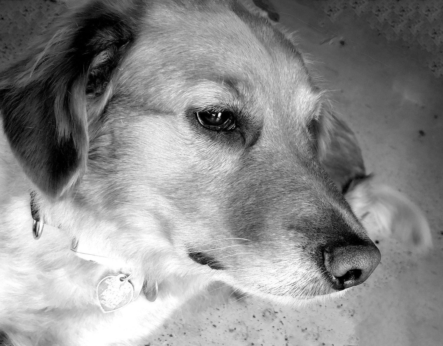 Close-up black and white portrait of a gentle dog's face showing soulful eyes and a reflective expression.