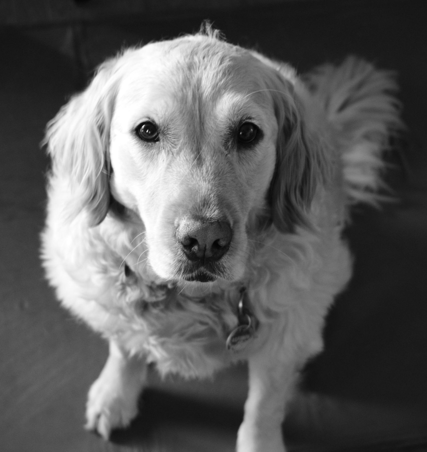Black and white portrait of a Golden Retriever with expressive eyes looking directly at camera.