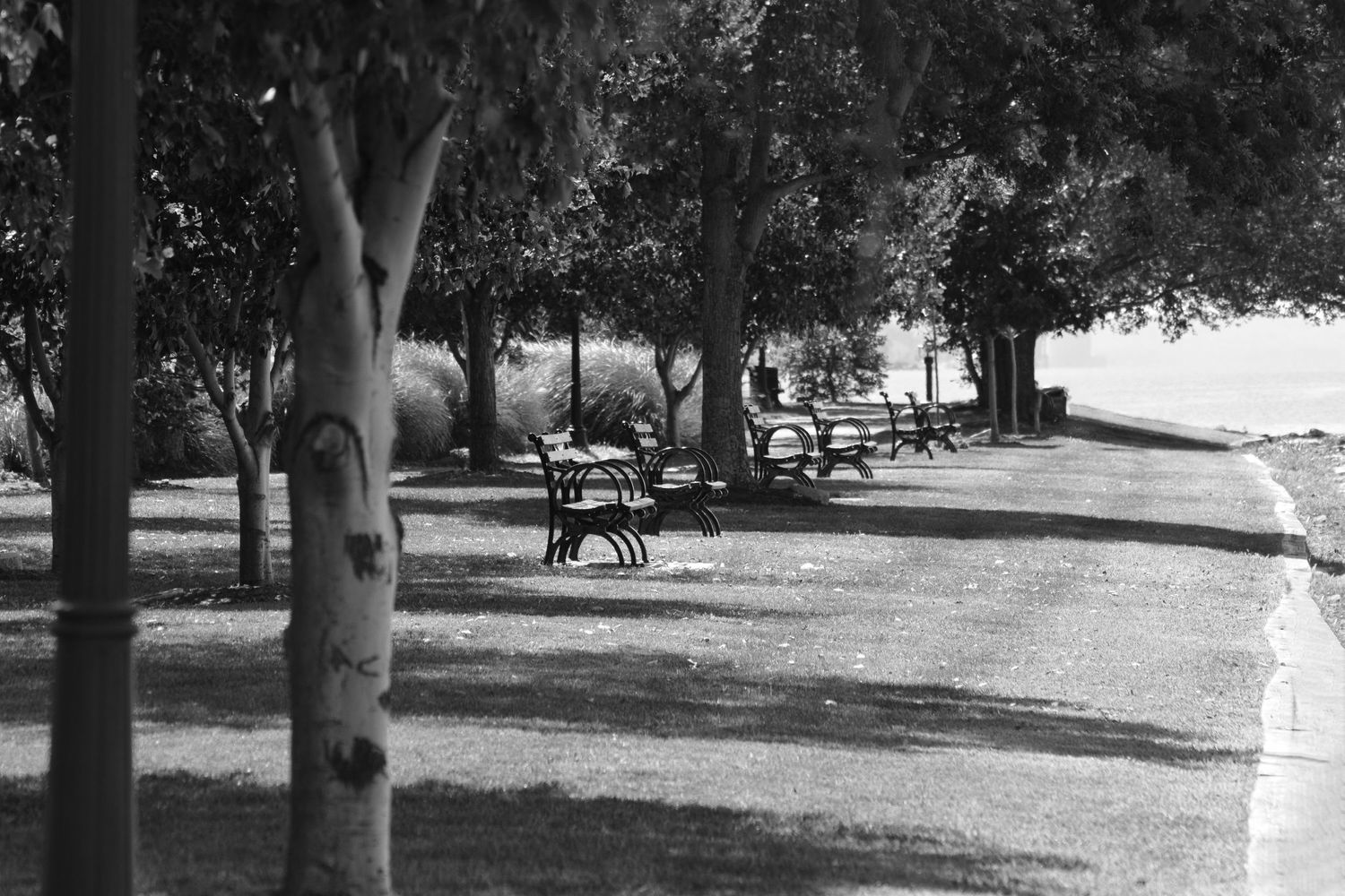 A peaceful black and white park scene with benches under shady trees along a winding path.