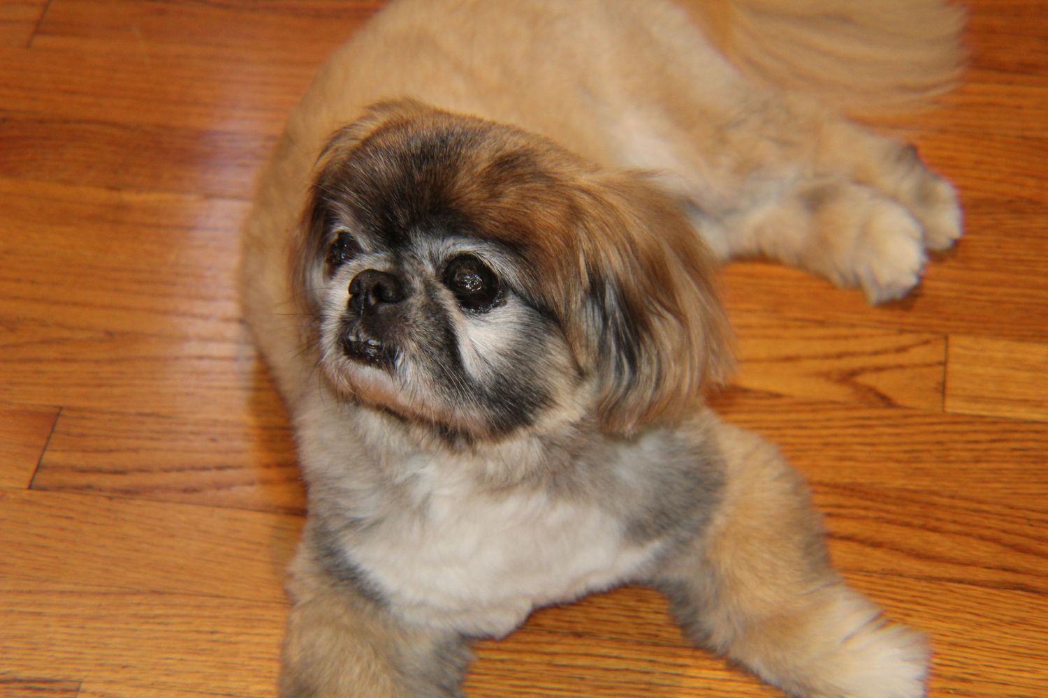 A tan and gray Pekingese dog with a scruffy face lies relaxed on hardwood flooring.