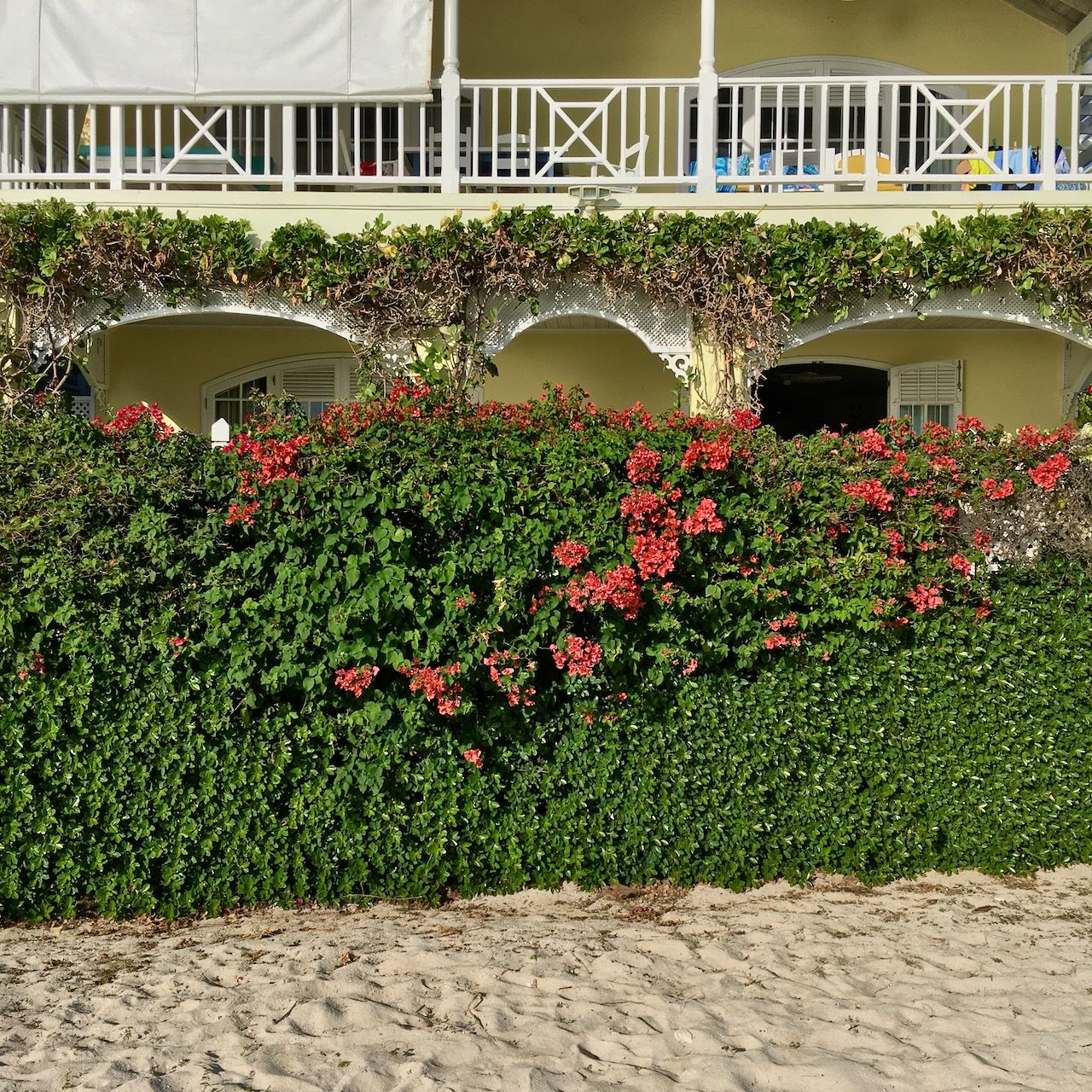 Bougainvillea Hastings beach location scouting by photographer Logan C Thomas for location catalog