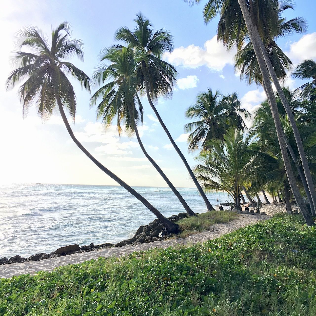 Coconut Trees Hastings beach location scouting by photographer Logan C Thomas for location catalog