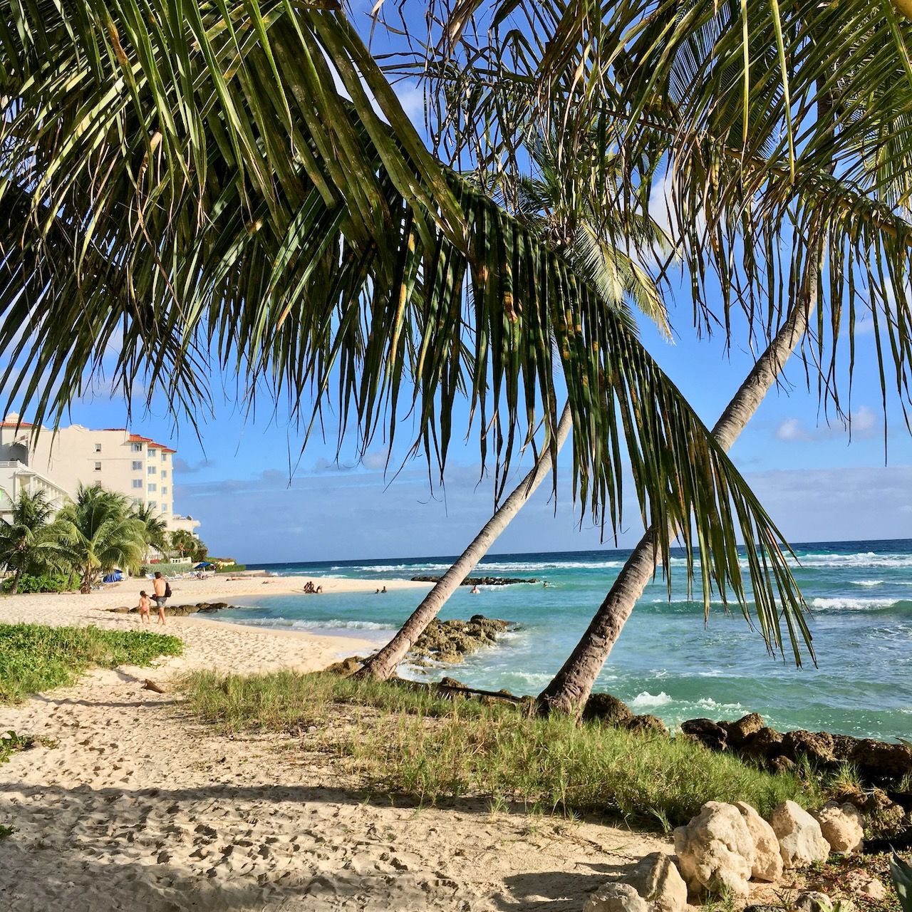 Coconut Trees Hastings beach location scouting by photographer Logan C Thomas for location catalog