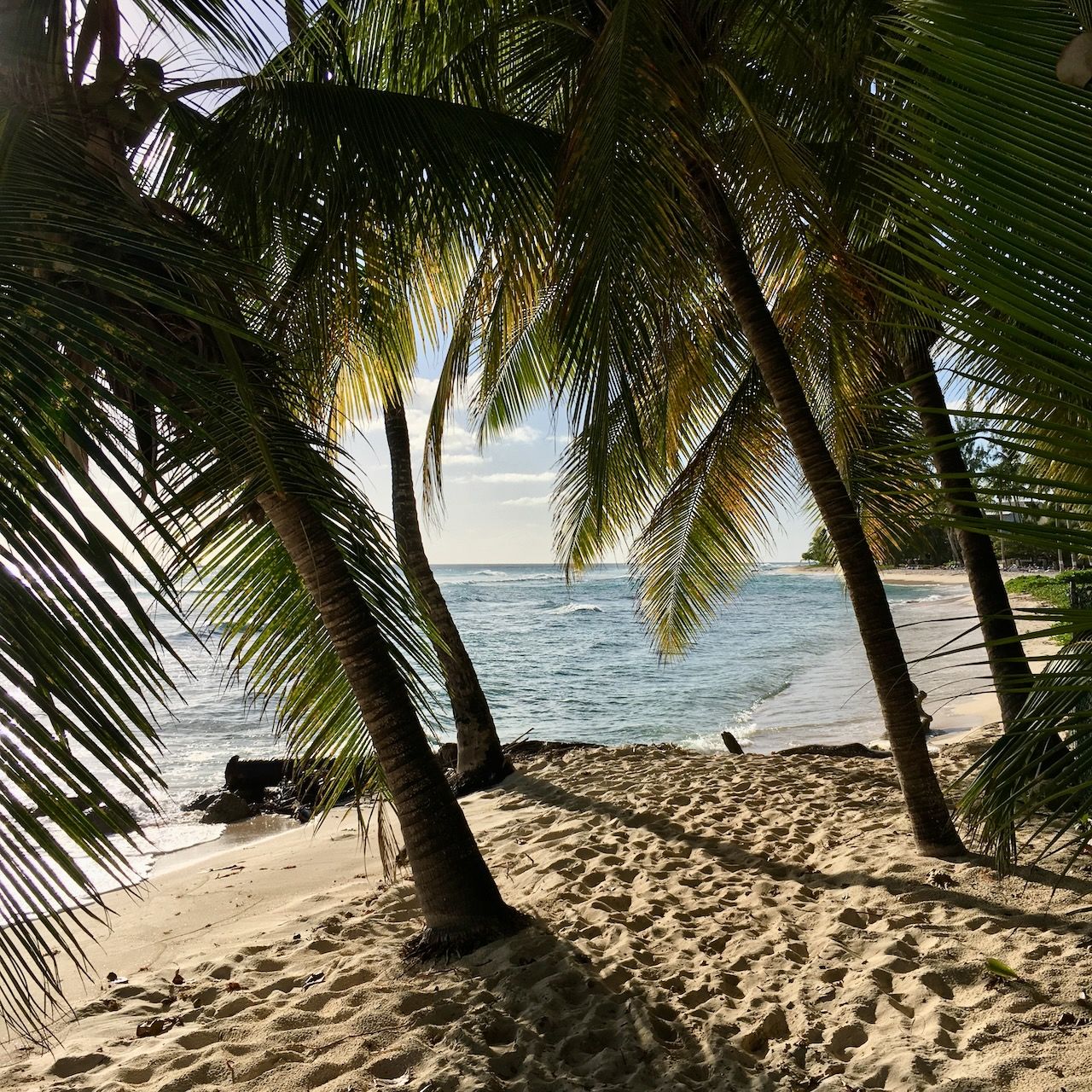 Coconut Trees Hastings beach location scouting by photographer Logan C Thomas for location catalog