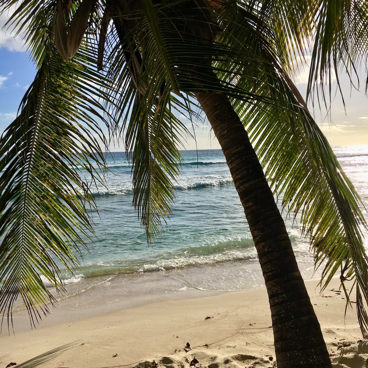 Coconut Trees Hastings beach location scouting by photographer Logan C Thomas for location catalog