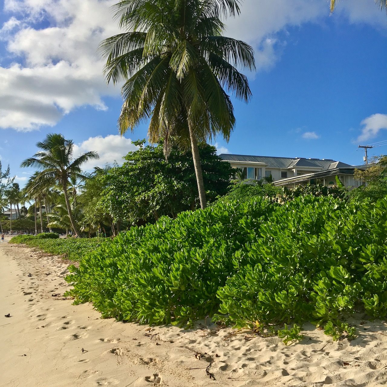 Foliage & Coconut Trees Hastings beach location scouting by photographer Logan C Thomas for location catalog