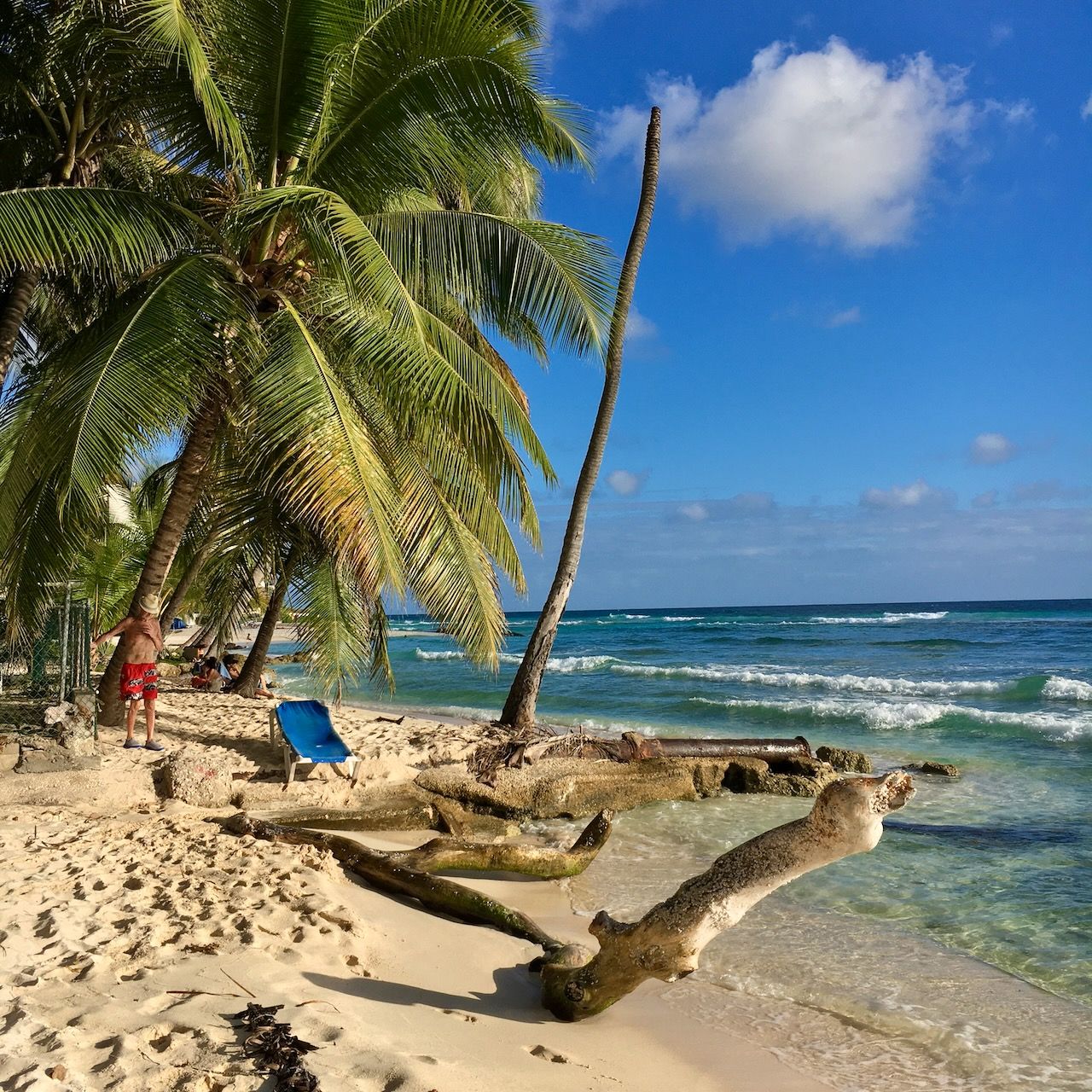 Log & Coconut Trees Hastings beach location scouting by photographer Logan C Thomas for location catalog
