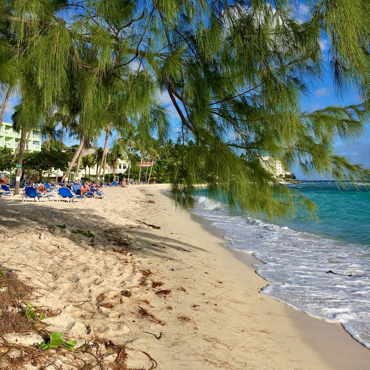 Casuarina Coconut Trees Coconut court beach location scouting by photographer Logan C Thomas for location catalog