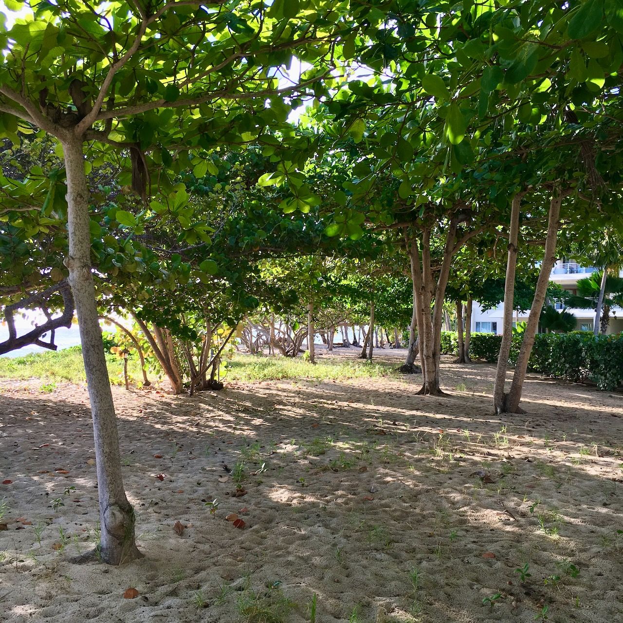 Almond Trees Coconut court beach location scouting by photographer Logan C Thomas for location catalog