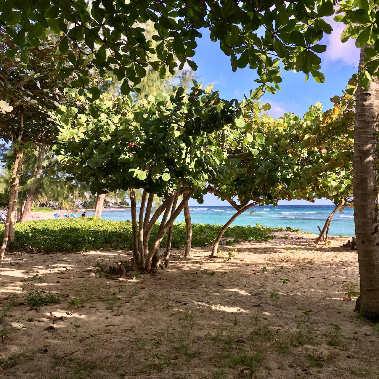 Almond Trees Coconut court beach location scouting by photographer Logan C Thomas for location catalog