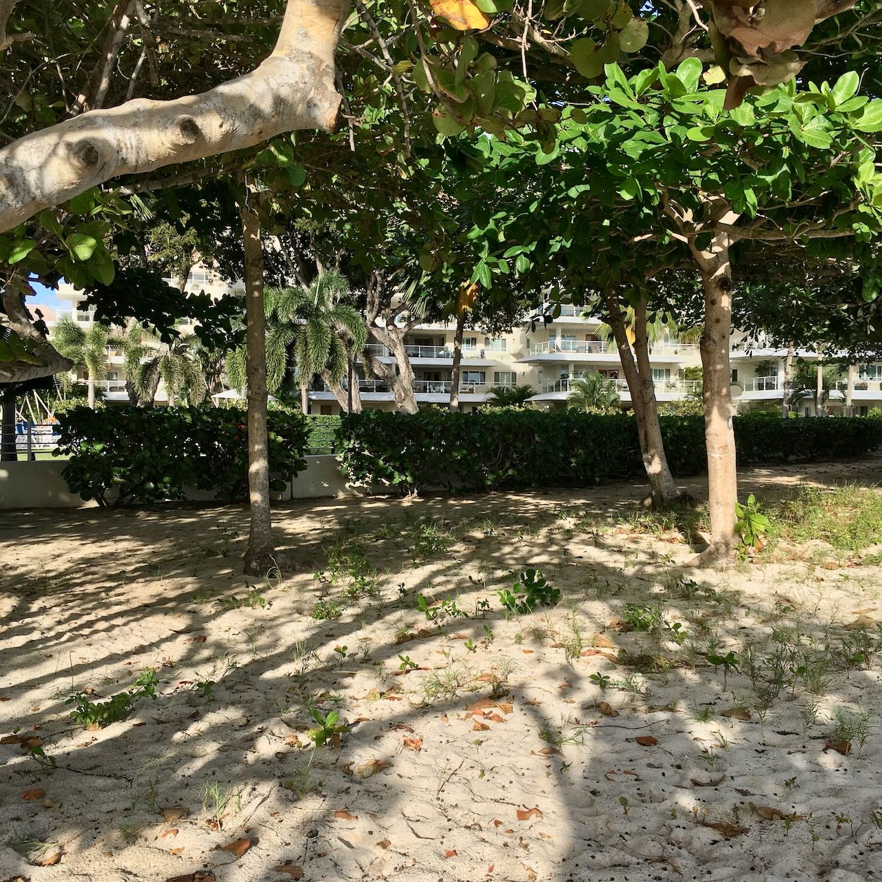 Palm beach Almond Trees Coconut court beach location scouting by photographer Logan C Thomas for location catalog
