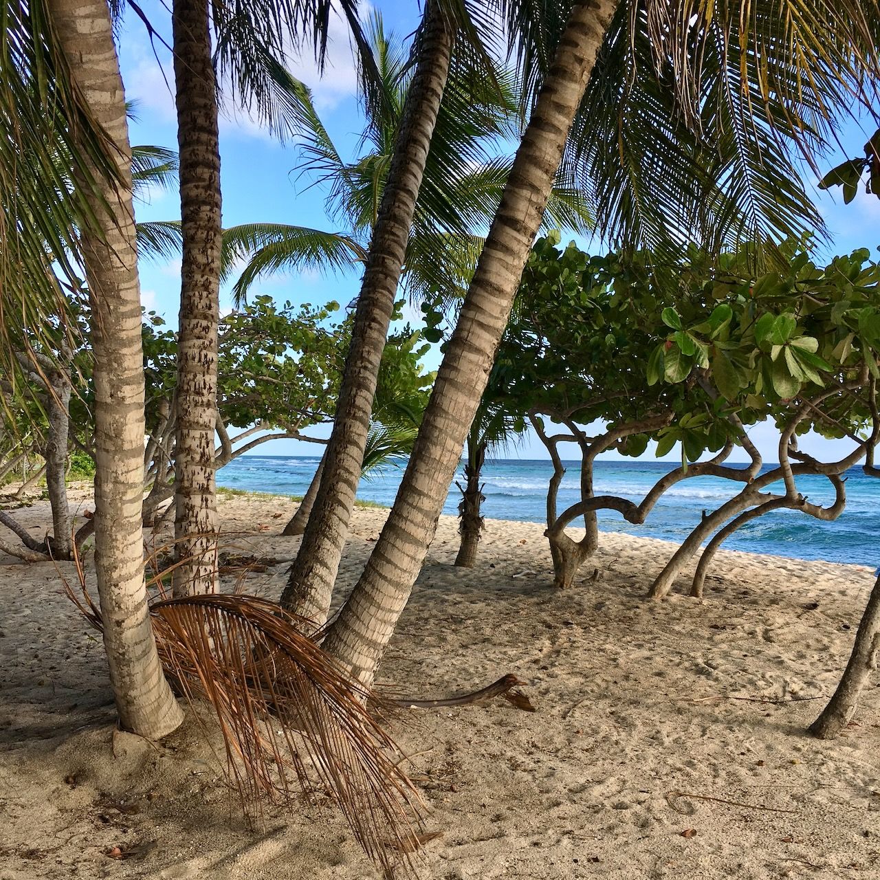 Coconut Trees Palm beach Coconut court beach location scouting by photographer Logan C Thomas for location catalog