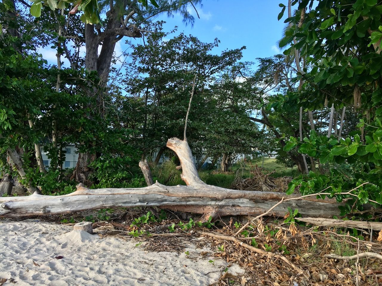 Fallen Tree Sugar Bay beach location scouting by photographer Logan C Thomas for location catalog